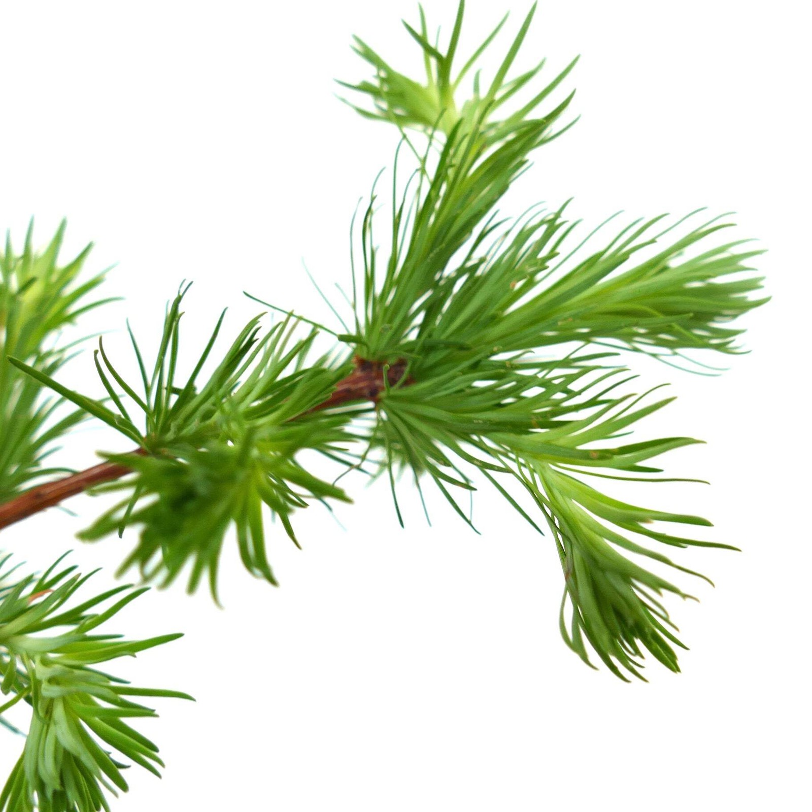 Larix kaempferi – Japanese Larch