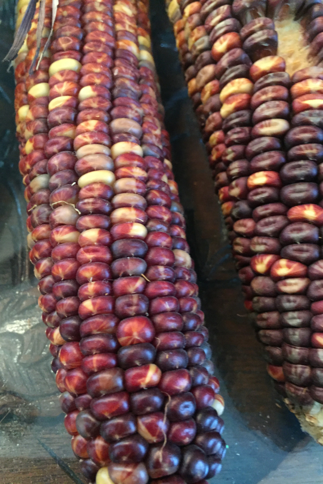 native american Indian Corn various lengths Thanksgiving Fall Decor
