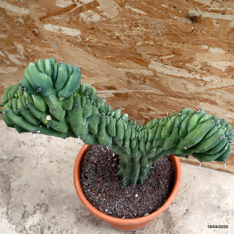 D199 MYRTILLOCACTUS GEOMETRIZANS CRESTED pot24-H38-W36 cm MaMa Cactus