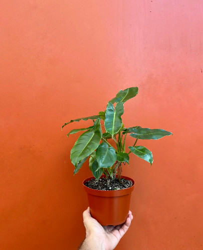 Burle Marx Philodendron Rooted with 6 inch Pots | Indoor & Outdoor Live Tropical