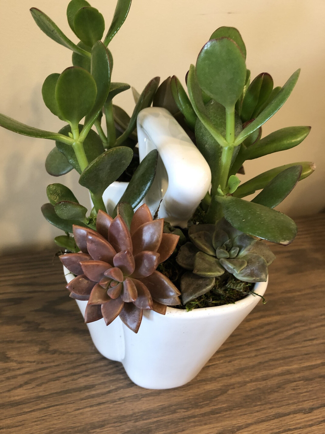 Live Potted Succulent Arrangement in Ceramic Tote Planter