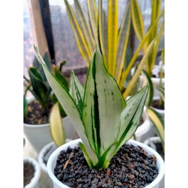 Sansvieria Moonshine Brazillian Rare Unique Snake Exotic Plant PL056