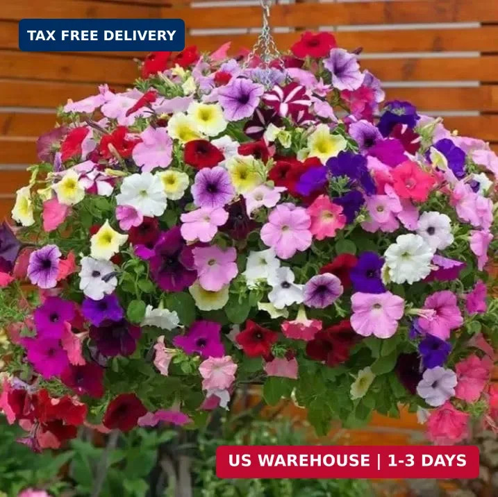 5000+ Petunia Seeds – Mixed Rainbow Color, Bonsai, Grandiflora Flowers, 1500 mg