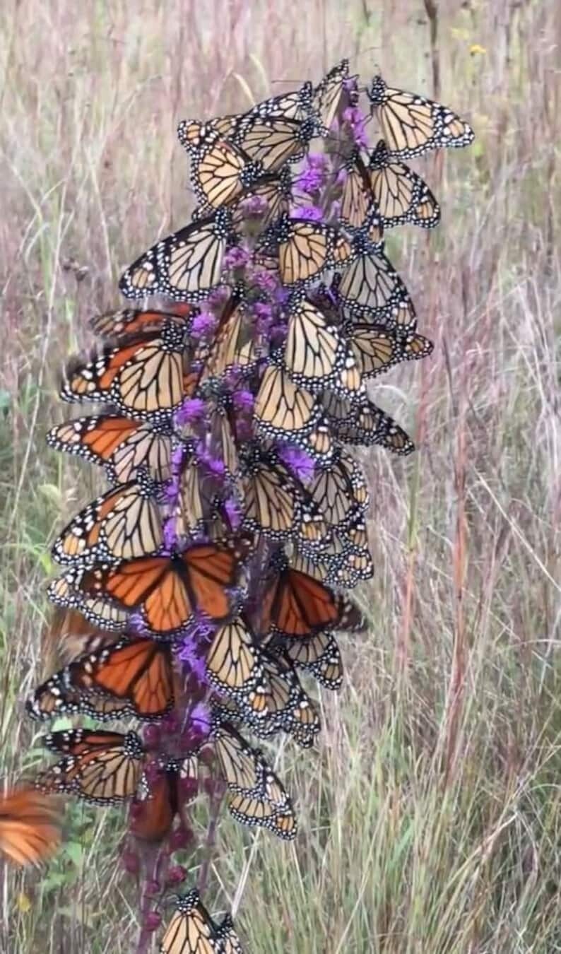 100 BUTTERFLYMAGNET! Meadow Blazing Star Seeds, Monarch magnet seeds, Liatrus