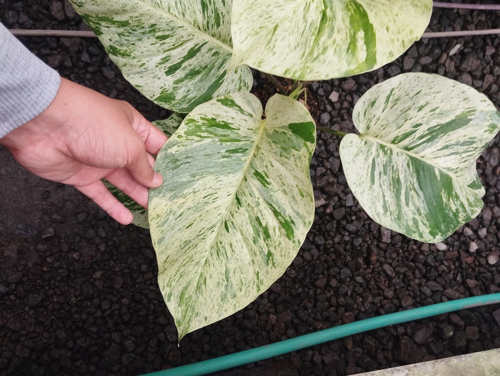 Philodendron Marble Queen Variegated Real Picture Big Leave Free Phitosanytari