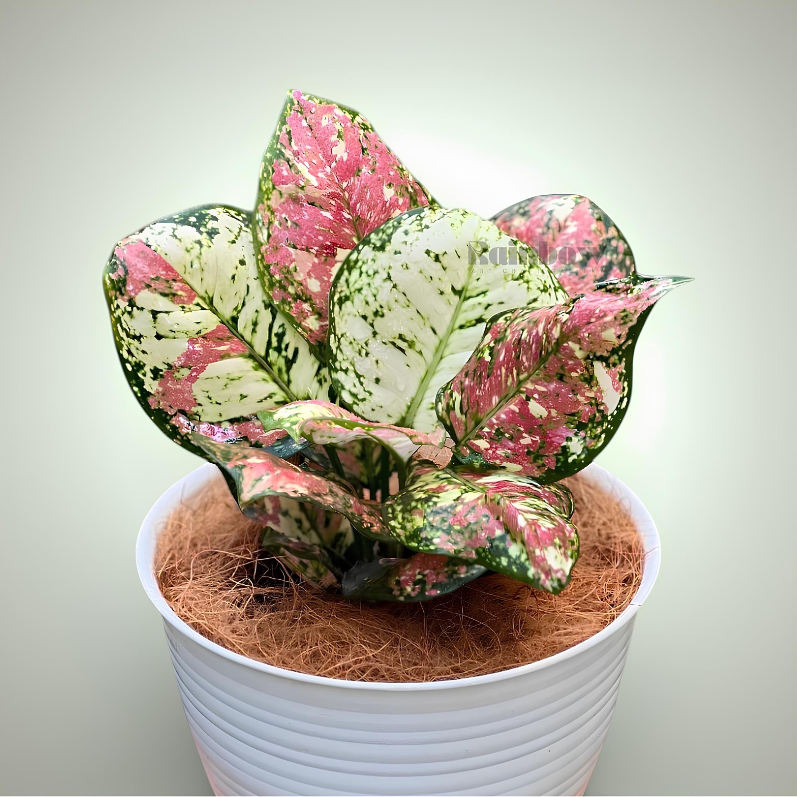 Aglaonema Three Color Beatiful Ornamental Plant
