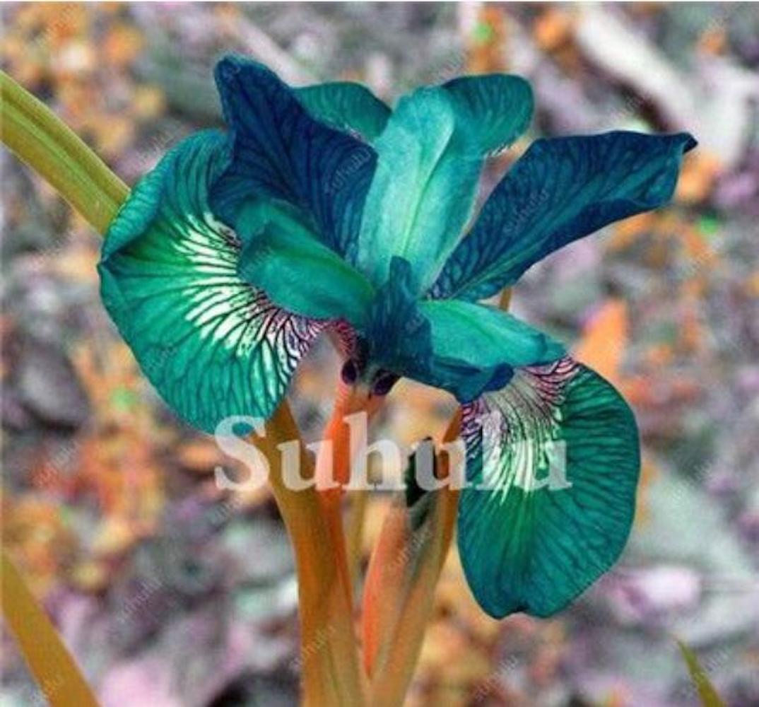 (10) IRIS SEEDS rare exotic flower home blossom garden plant USA SELLER W/TRACK