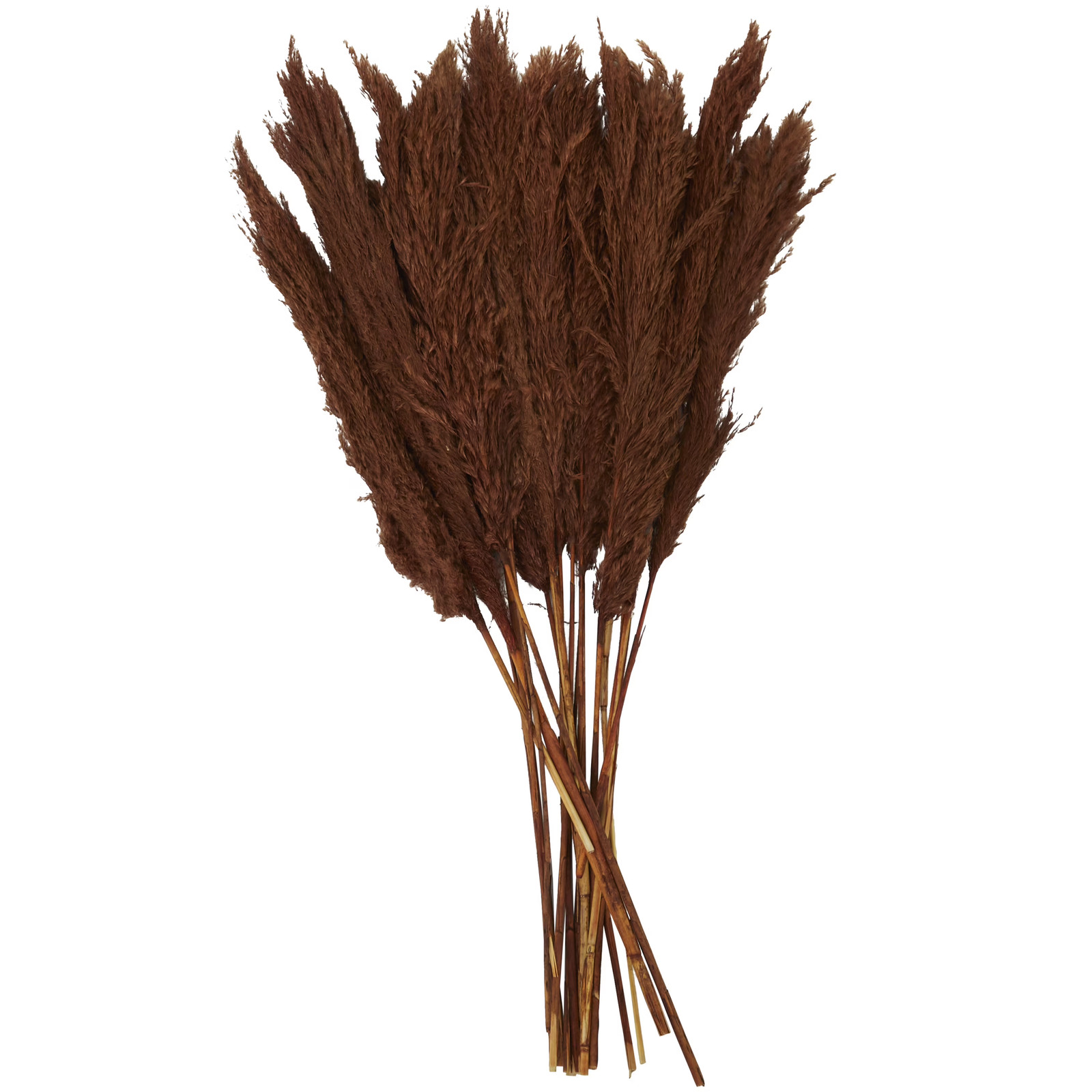 35″ Dried Plant Natural Foliage Pampas Bouquet with Long Stems,