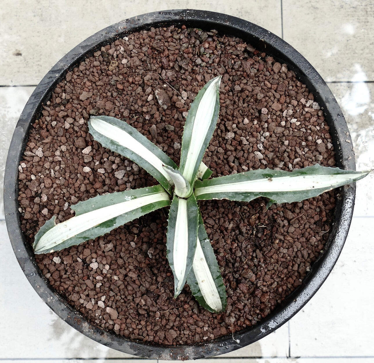Agave americana MEDIOPICTA ALBA WHITE VARIEGATED 34cm – Century plant | American