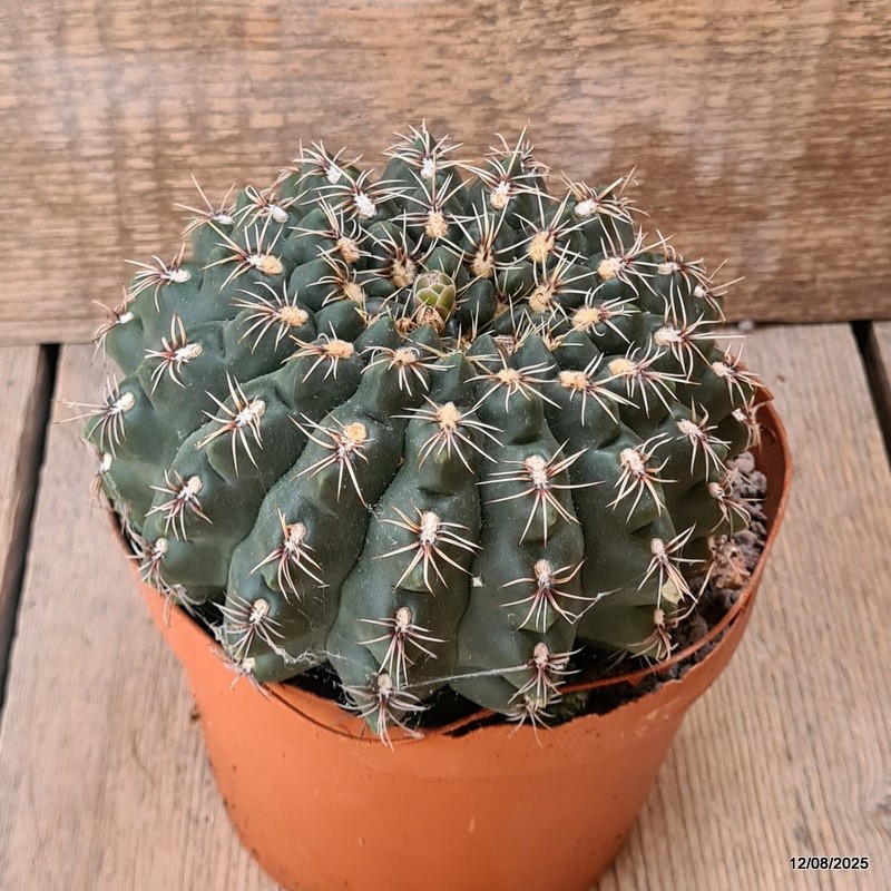 D5909 GYMNOCALYCIUM BALDIANUM OLD pot14-H11-W13 cm MaMa Cactus