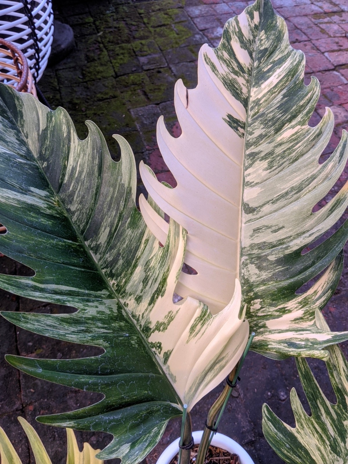 Philodendron Caramel Marble Variegated Real Picture Large Size Free Phito