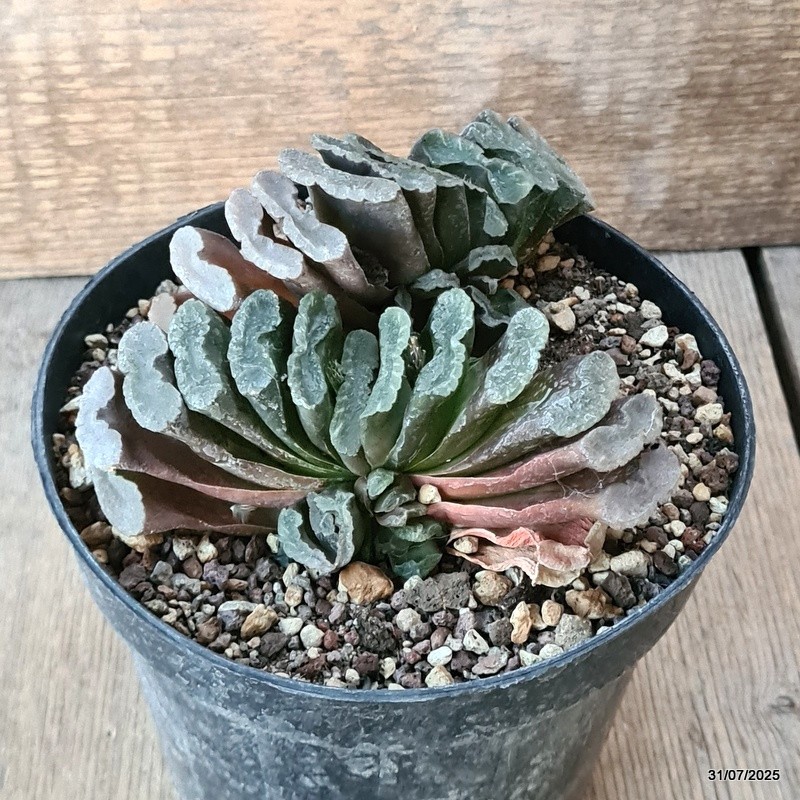 D5612 HAWORTHIA TRUNCATA pot14-H7-W15 cm MaMa Cactus