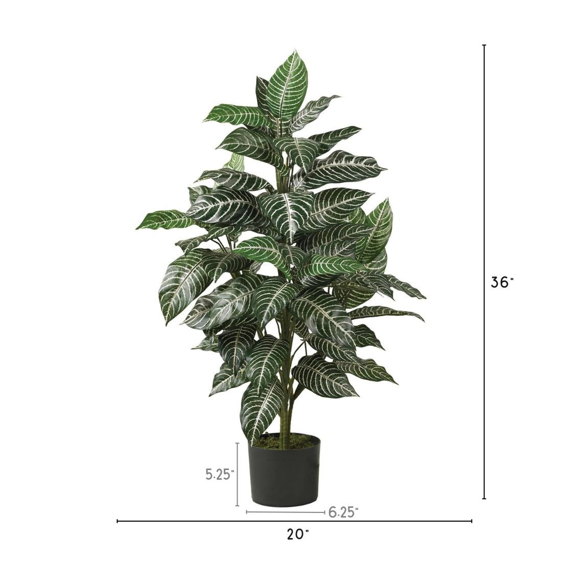 3′ Zebra Silk Plant