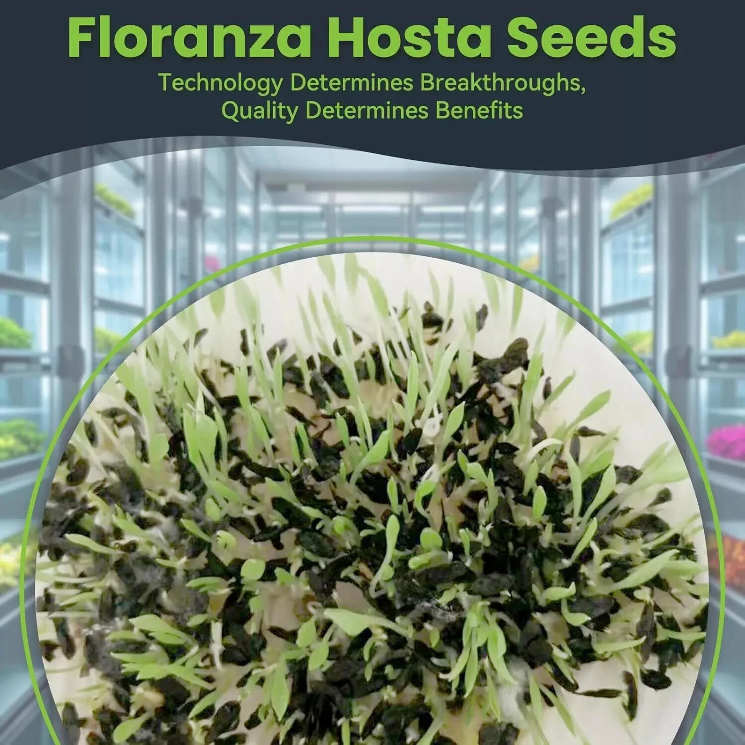 Hosta Seeds – 100 Rare White& Red Hosta with Blue Variations – Perennial Plants
