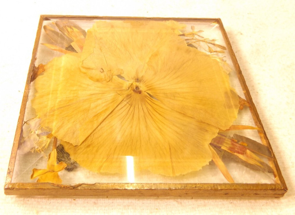 Snapdragon Pacific Paper Pressed Flower Decor Coaster 4”x4”