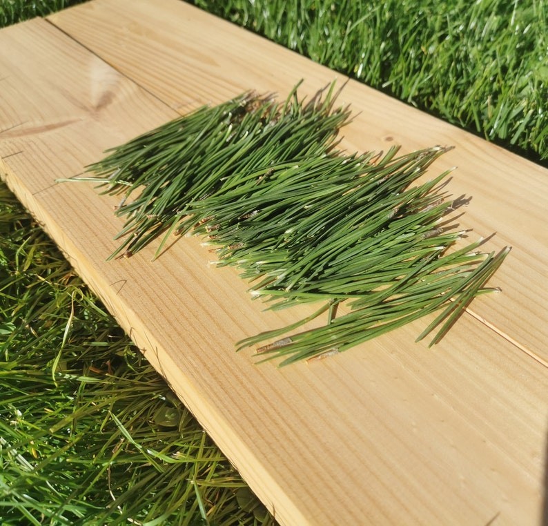 Pine needles, Fresh Organic, Eco Friendly, Nordic