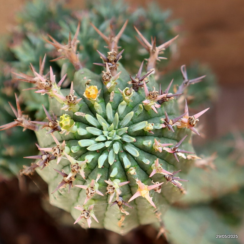 D2673 EUPHORBIA STELLISPINA OLD pot14-H33-W15 cm MaMa Cactus
