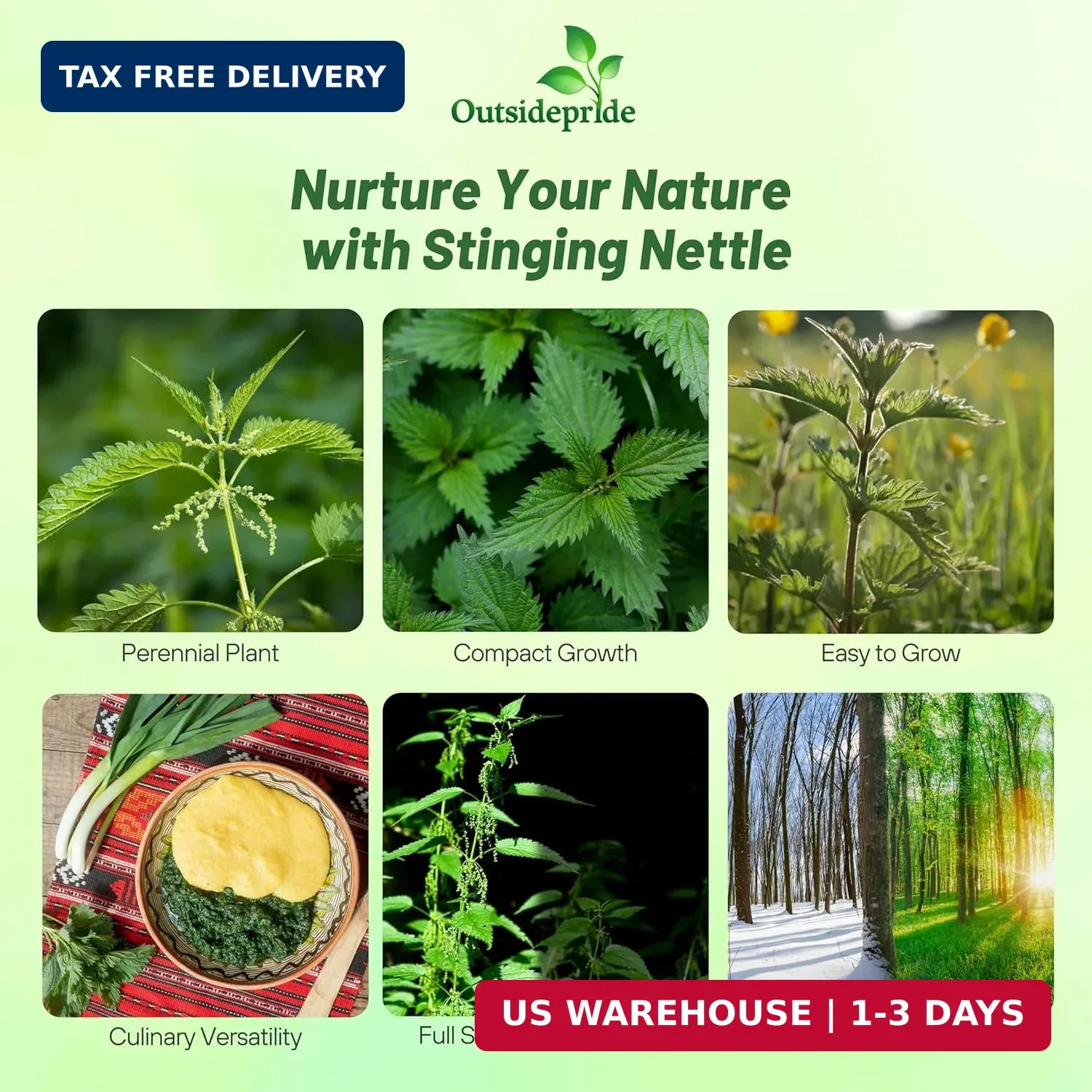 Outsidepride Stinging Nettle Seeds – 10000 Pcs Perennial and Low Maintenance Her