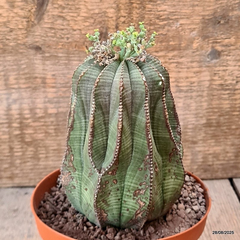 D6270 EUPHORBIA OBESA ARROW pot12-H13-W9 cm MaMa Cactus