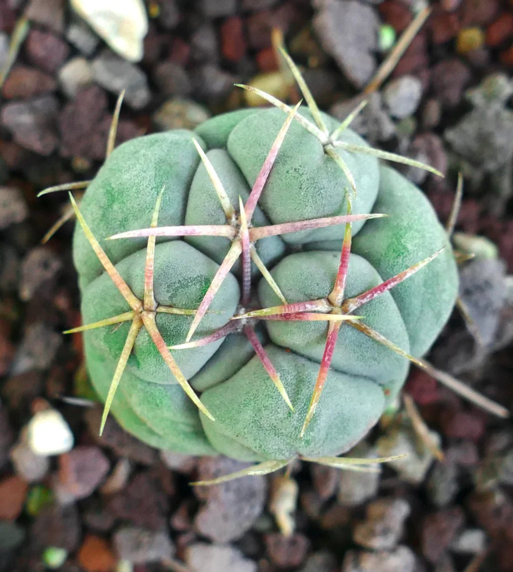 Thelocactus hexaedrophorus form SPIRALIS 2-3cm – Golf ball cactus | Silver cactu