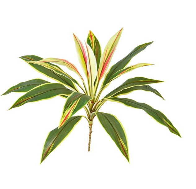 55cm Artificial Dracaena Plant Green White Green Purple Red for Indoor Styling