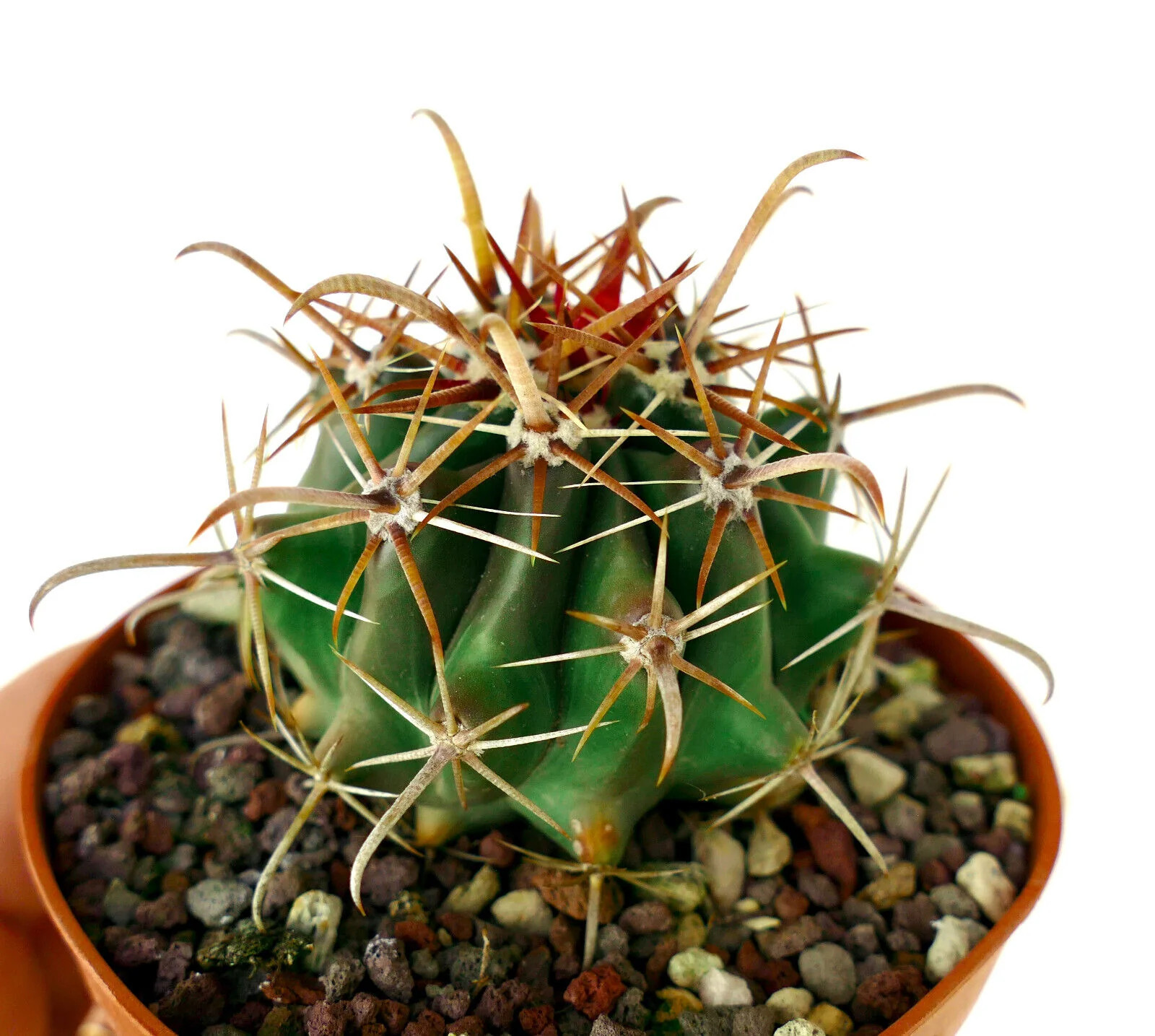 Ferocactus wislizenii var. herrerae (Sinaloa, MEXICO) – Arizona Barrel Cactus |