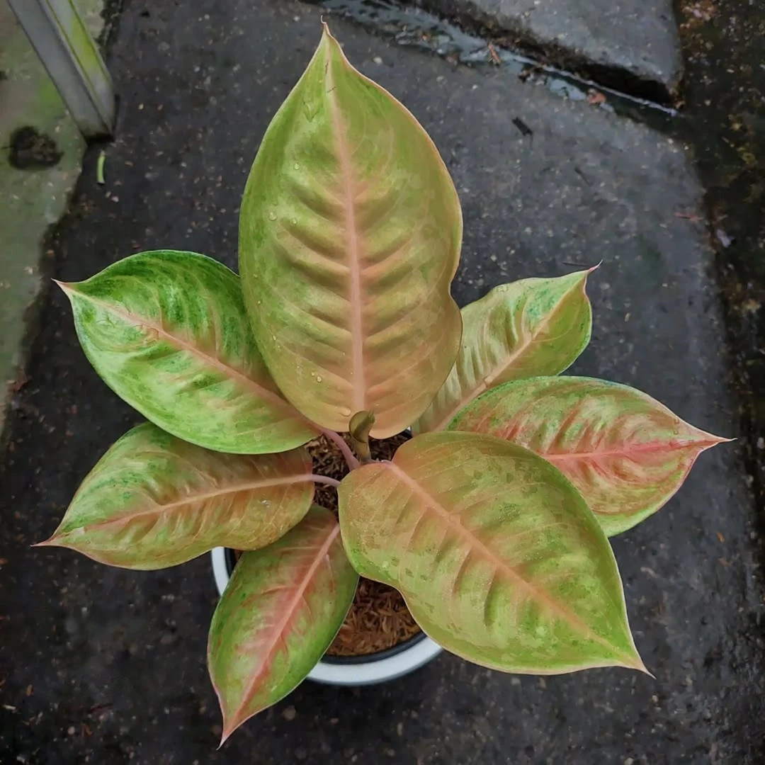 Real Picture Aglaonema Elita Beautiful RarePlant