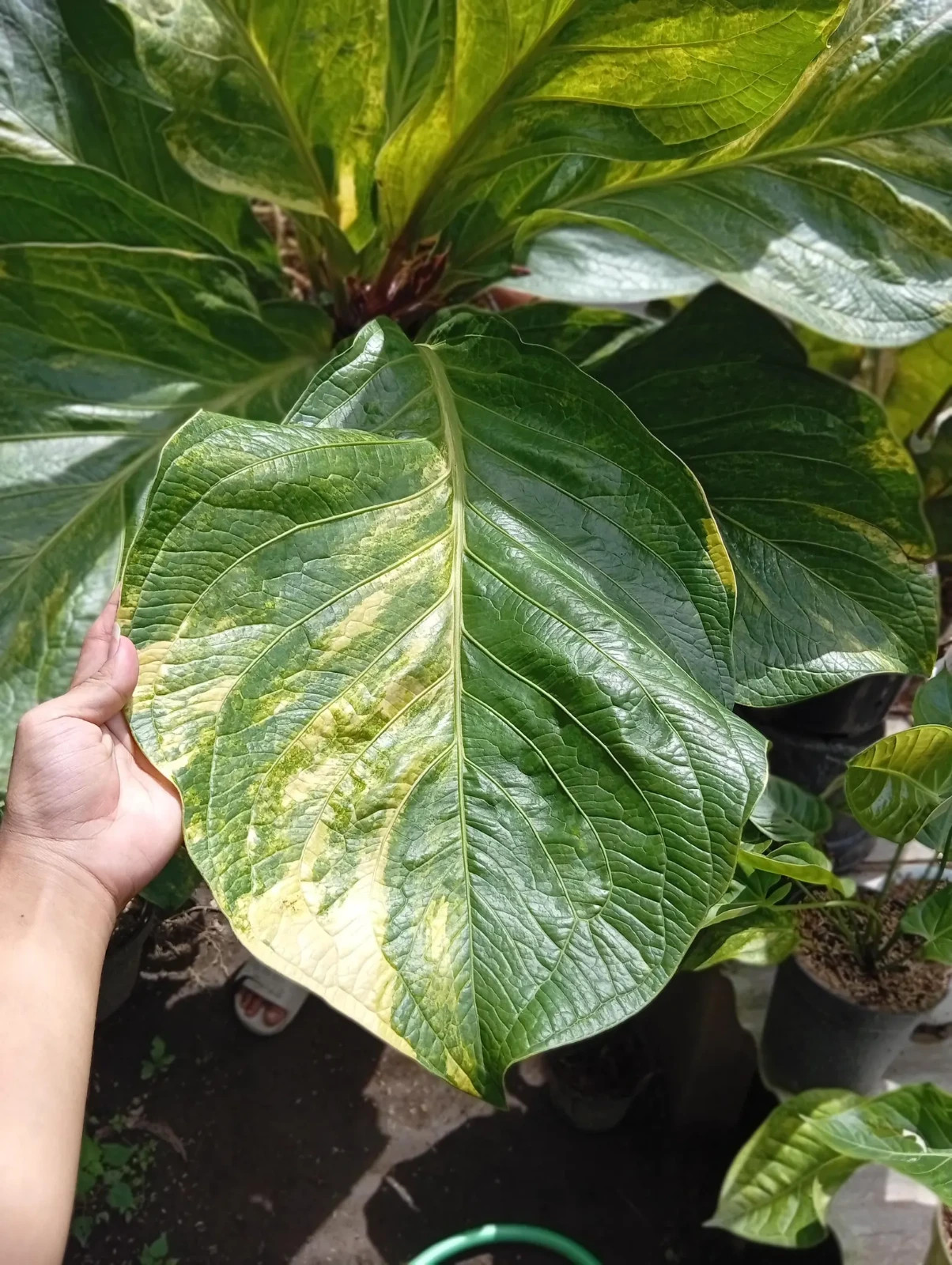 Real Picture Anthurium Jemanii Cobra Batik Variegated Big Size