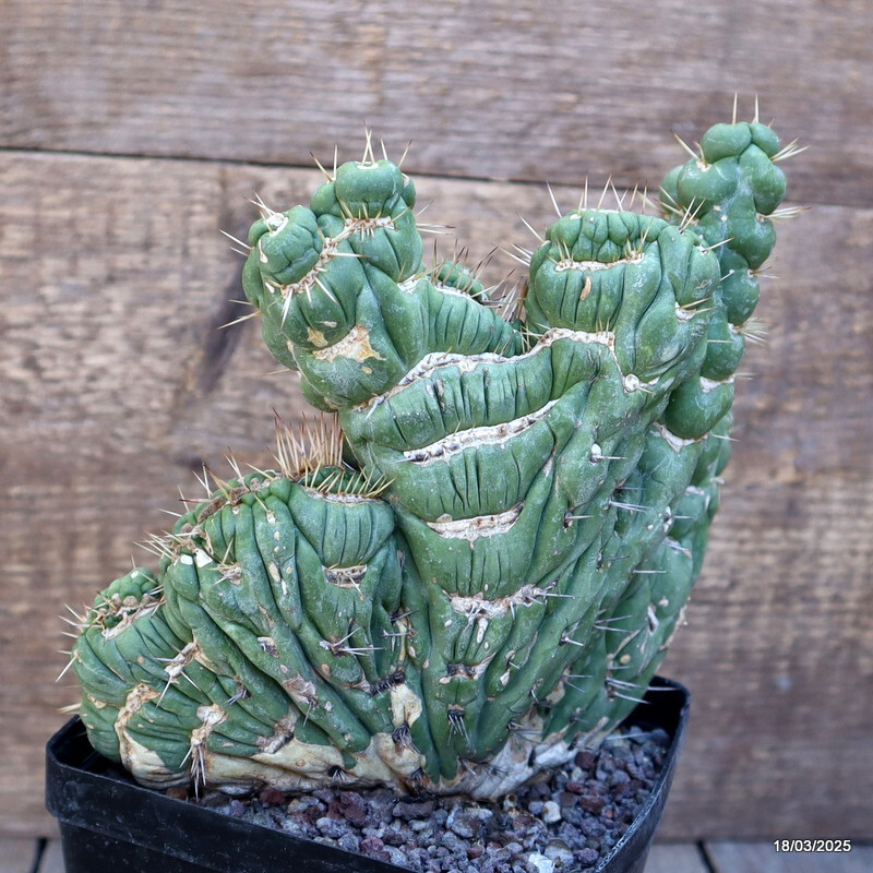 D3086 EULYCHNIA CASTANEA CRESTED pot12-H15-W17 cm MaMa Cactus