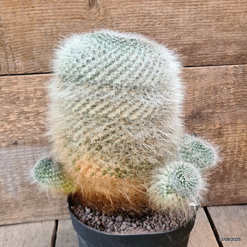 D5885 MAMMILLARIA HANIANA OLD pot18-H23-W24 cm MaMa Cactus