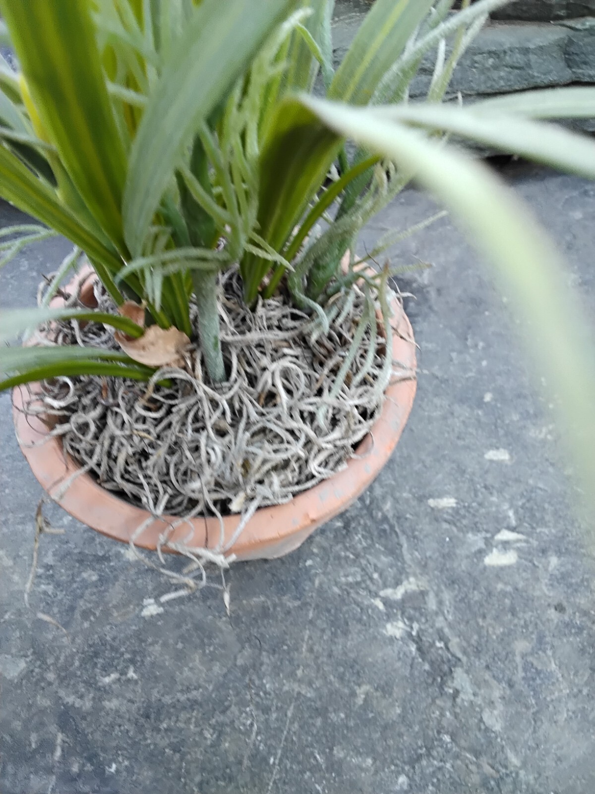 Faux Yellow Spring Flower Plant in Terra Cotta Pot, Daisy, Toplis