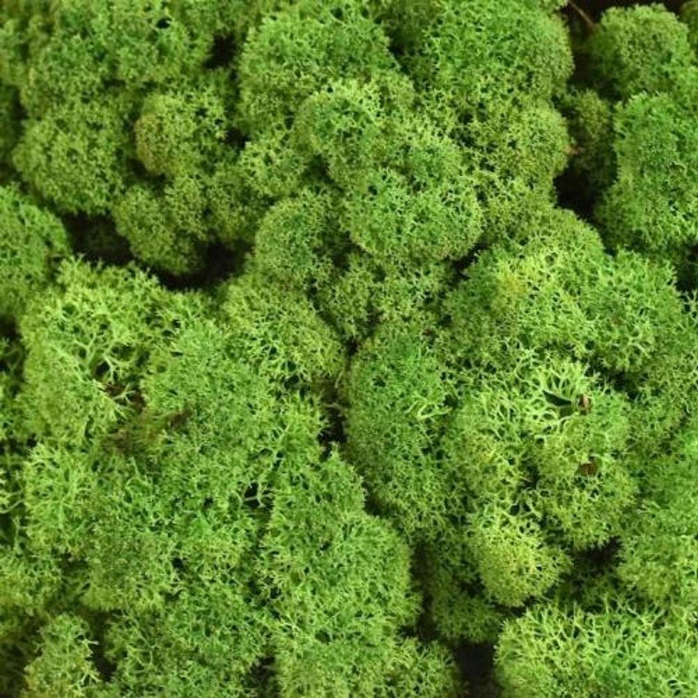 New Preserved Decorative Moss Natural New Preserved Moss For Home Decoration US