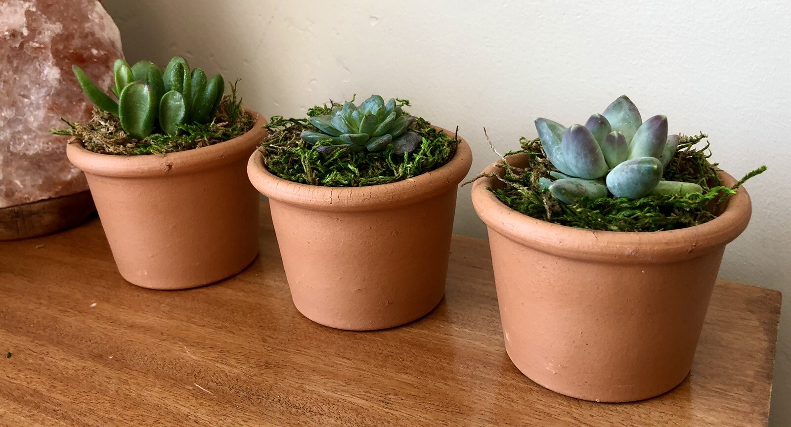 Three Live Potted Succulent Arrangement in Terracotta Planters