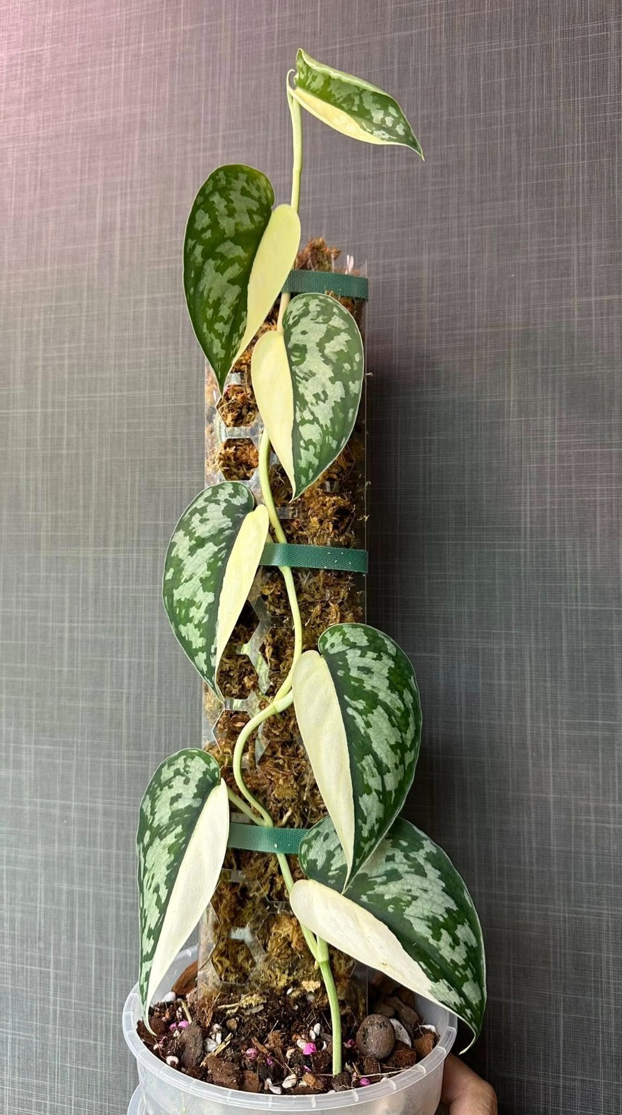 Scindapsus Mariposa, Rare Variegated, Real Picture, Aroid Houseplant