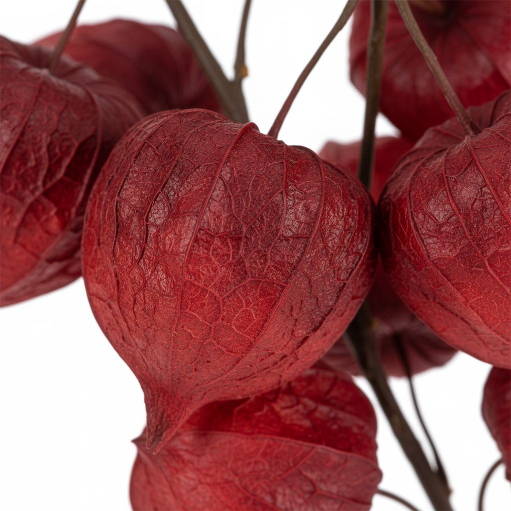 Red Burgundy Chinese Lantern Stems Faux Fall Branches Artificial Physalis 36 Inc