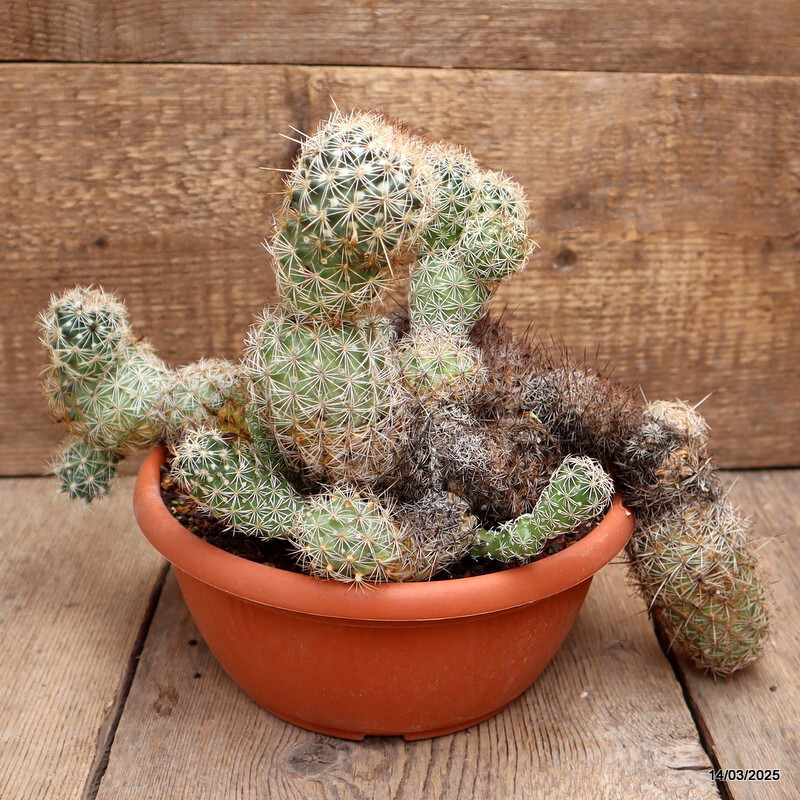 A2718 CORYPHANTHA VILLARENSIS pot20-H27-W36 cm MaMa Cactus