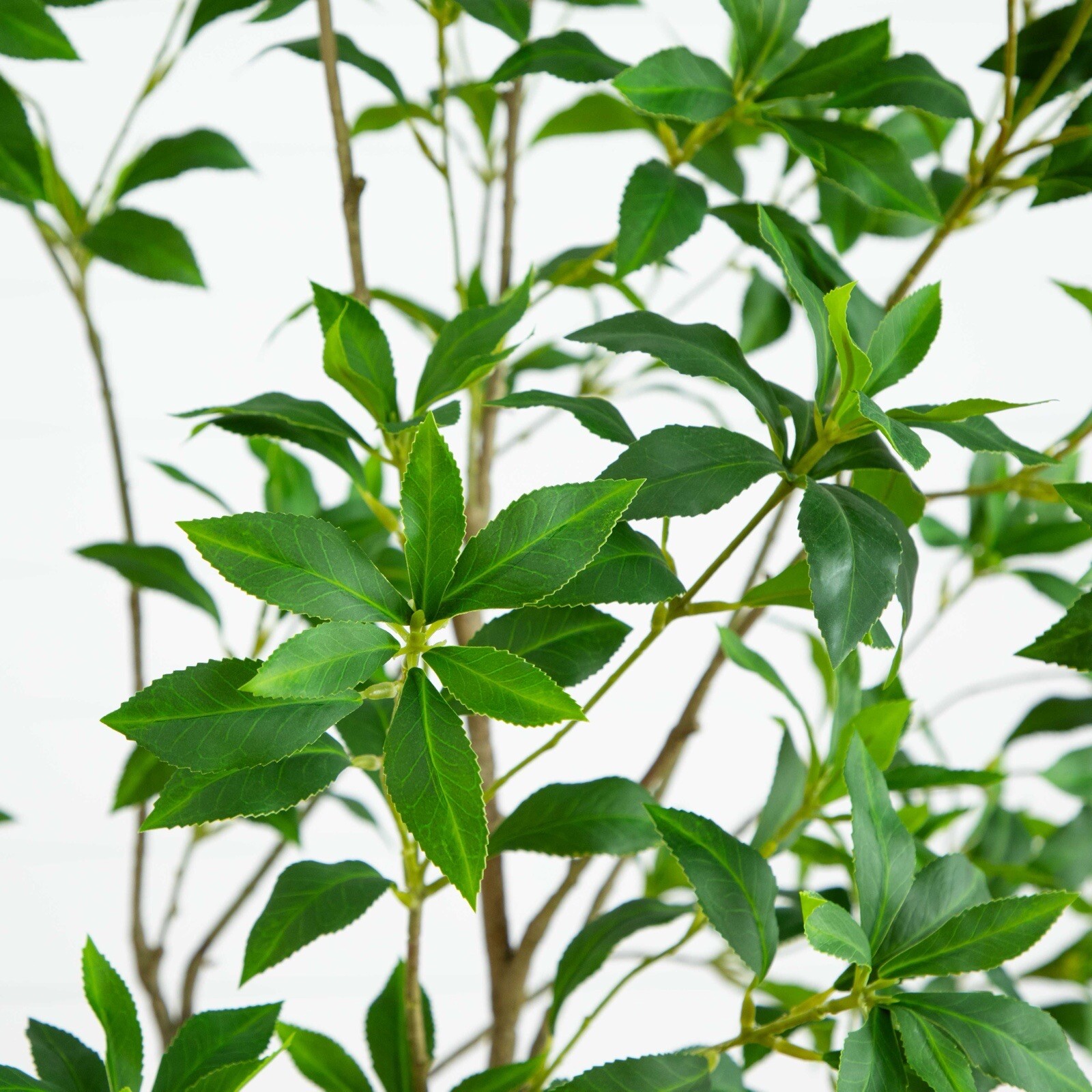 7’ Artificial Minimalist Japanese Pieris Tree w/Real Touch Leaves. Retail $309