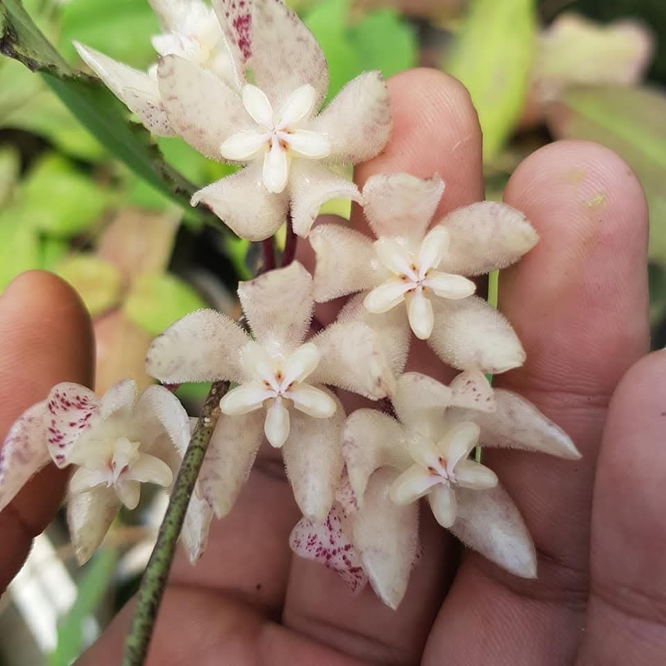 Hoya Undulata Red Sp Borneo Rare Tropical Plant