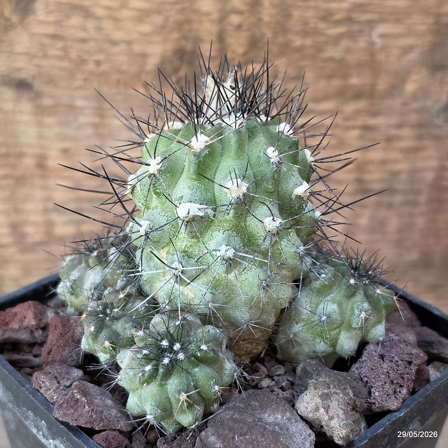 D3540 COPIAPOA HUMILIS V. LONGISPINA pot10-H6-W8 cm MaMa Cactus