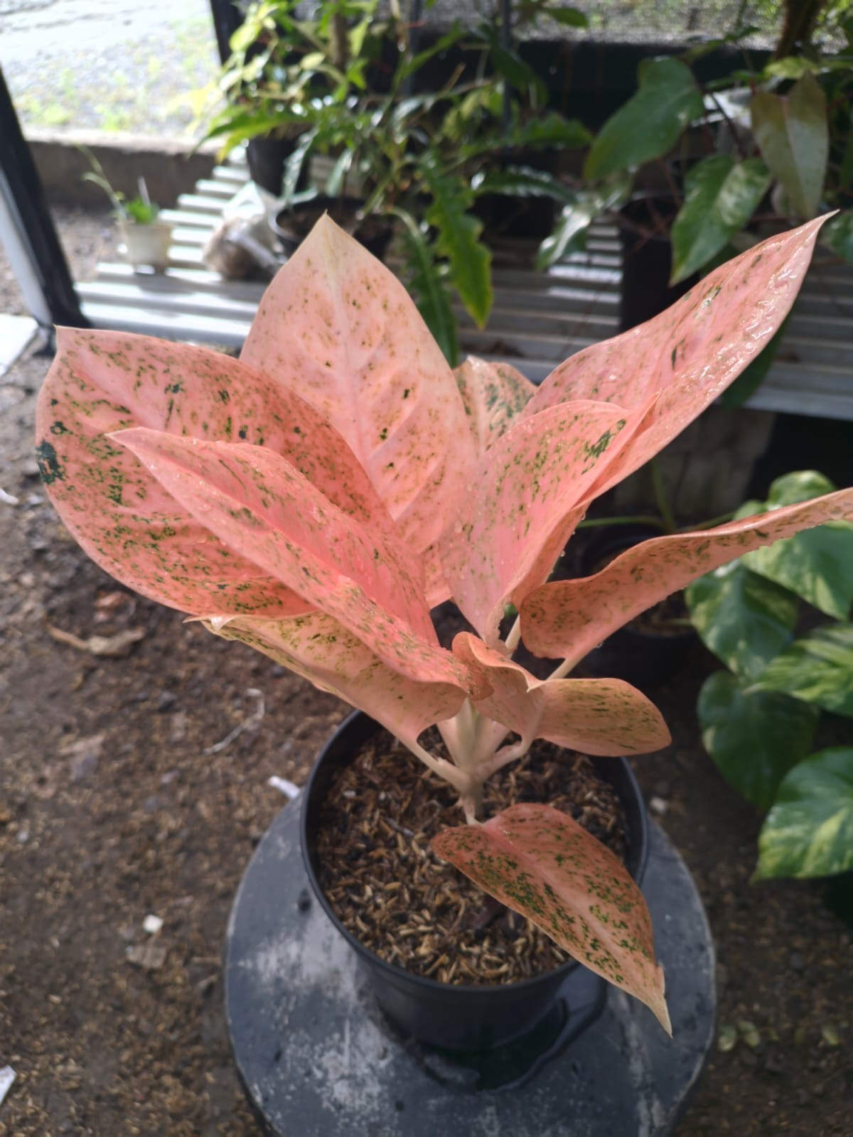 Real Picture Aglaonema Stardust Orange Rare Plant