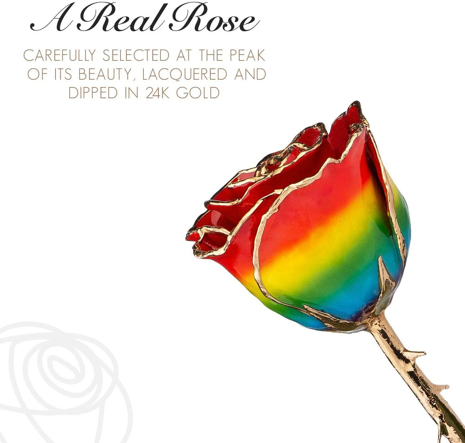 Forever Rose Genuine Real Rainbow Rose, Hand Dipped and Trimmed in 24K Gold