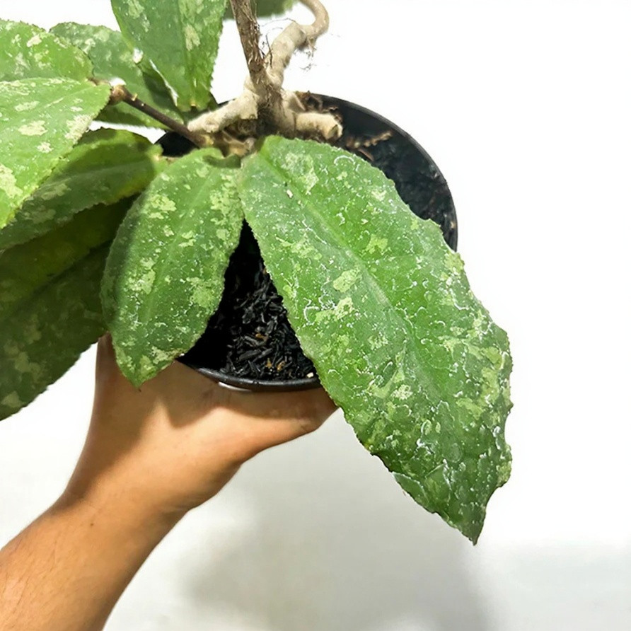 Real Pict Hoya Undulata Rare Plant