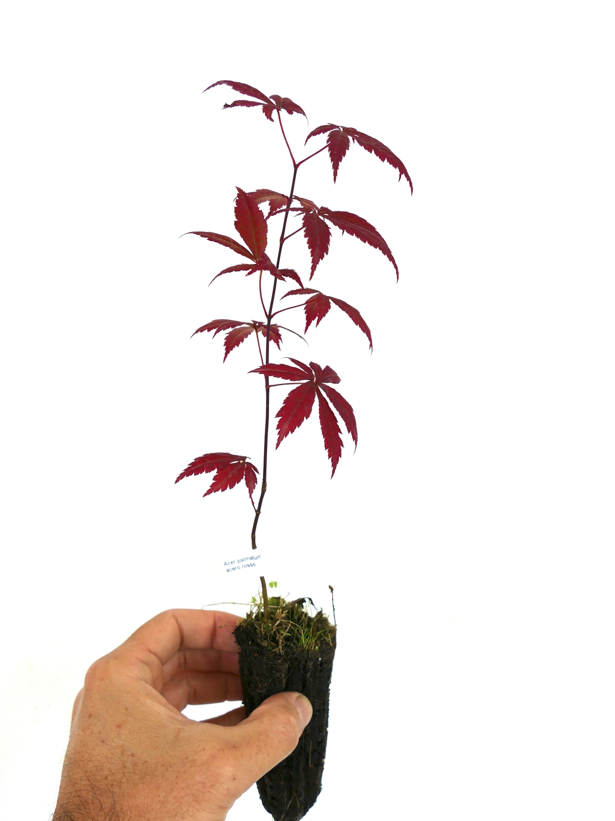 Acer palmatum cv atropurpureum – Japanese maple | Smooth Japanese maple