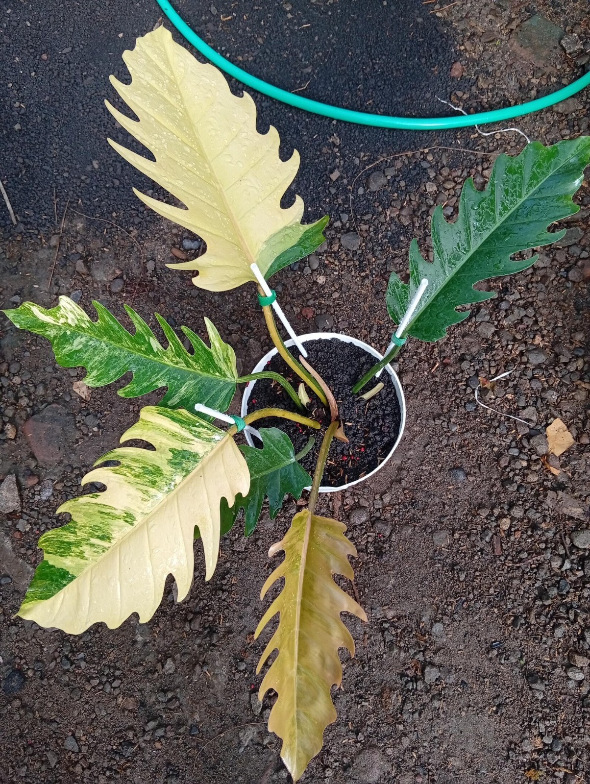 Real Picture Philodendron Caramel Marble Variegated Large Size Rare Plant