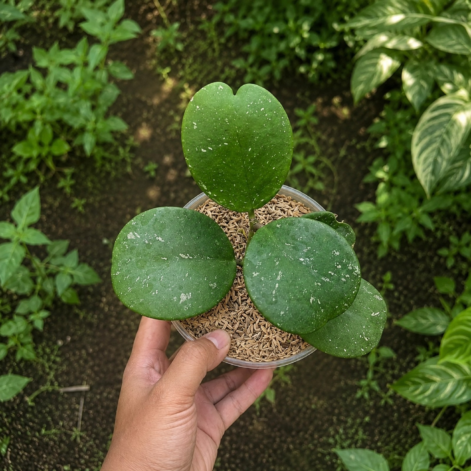Hoya Kerrii Splash Live Rare Silver Splash Sweetheart Hoya Exotic