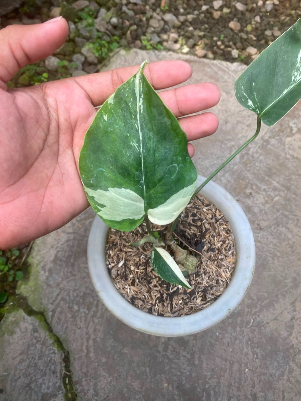 Monstera Jungle Mint , Rare Variegated Monstera, Real Picture, Aroid Houseplant