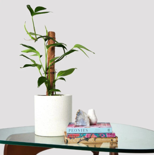 Dragon Tail Rhaphidophora in 4″ Pot | Indoor & Outdoor Live Tropical House Plant