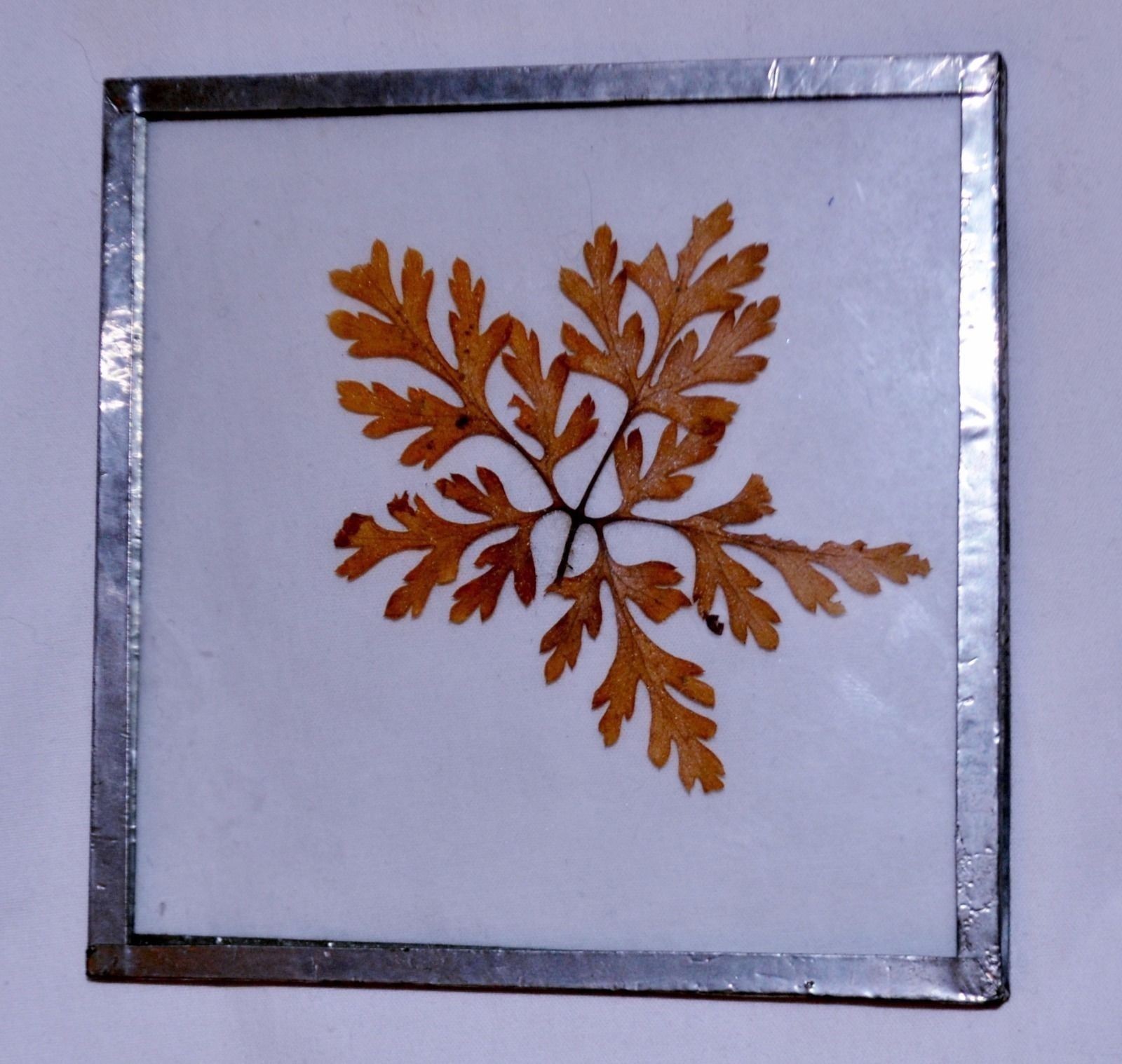 Beautiful Leaf Pressed in Glass with Pewter Trim Golden Leaf Decor