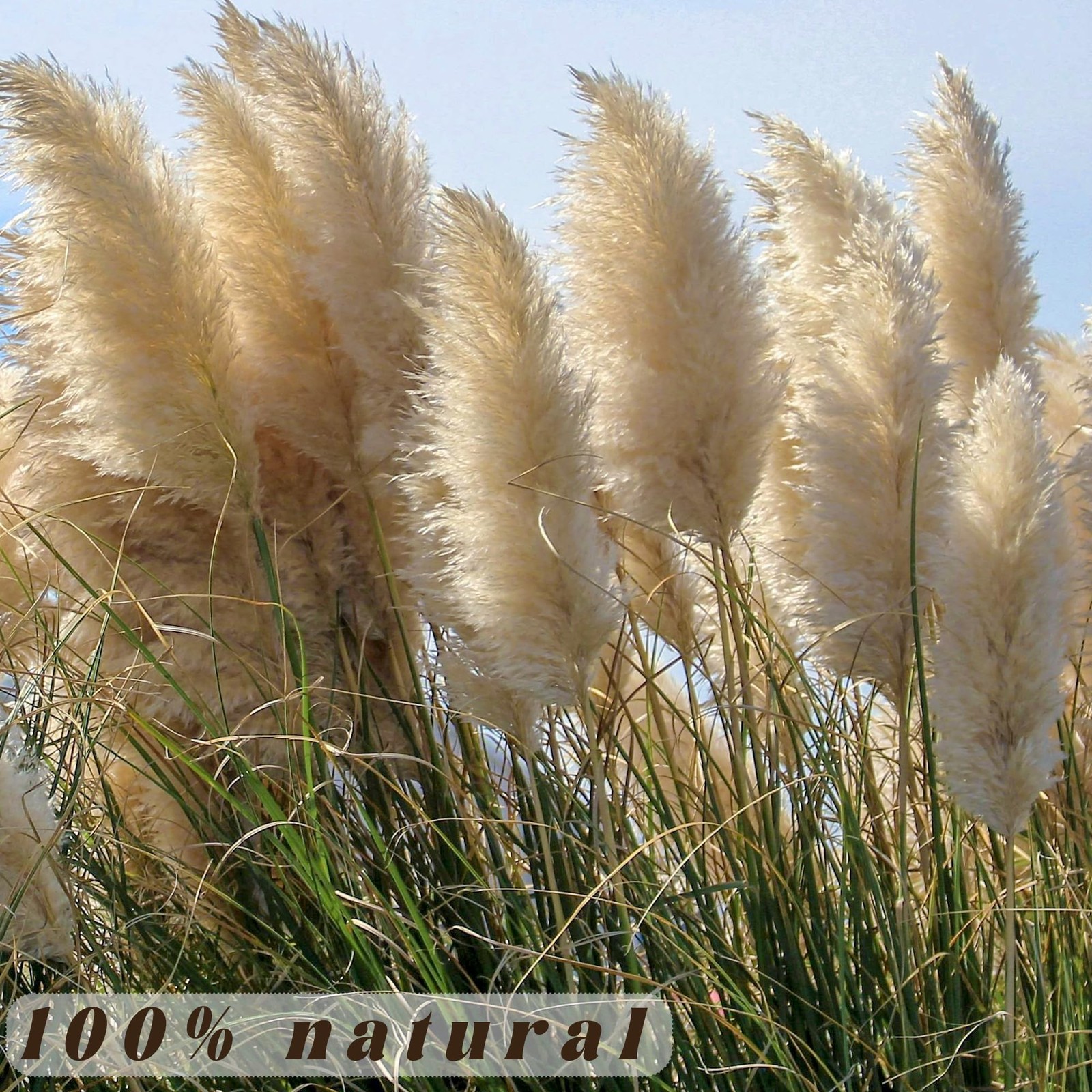 40pcs 40” Pampas Grass Tall Decor – Pompas Floral, Tall Pampas Grass for Flo…
