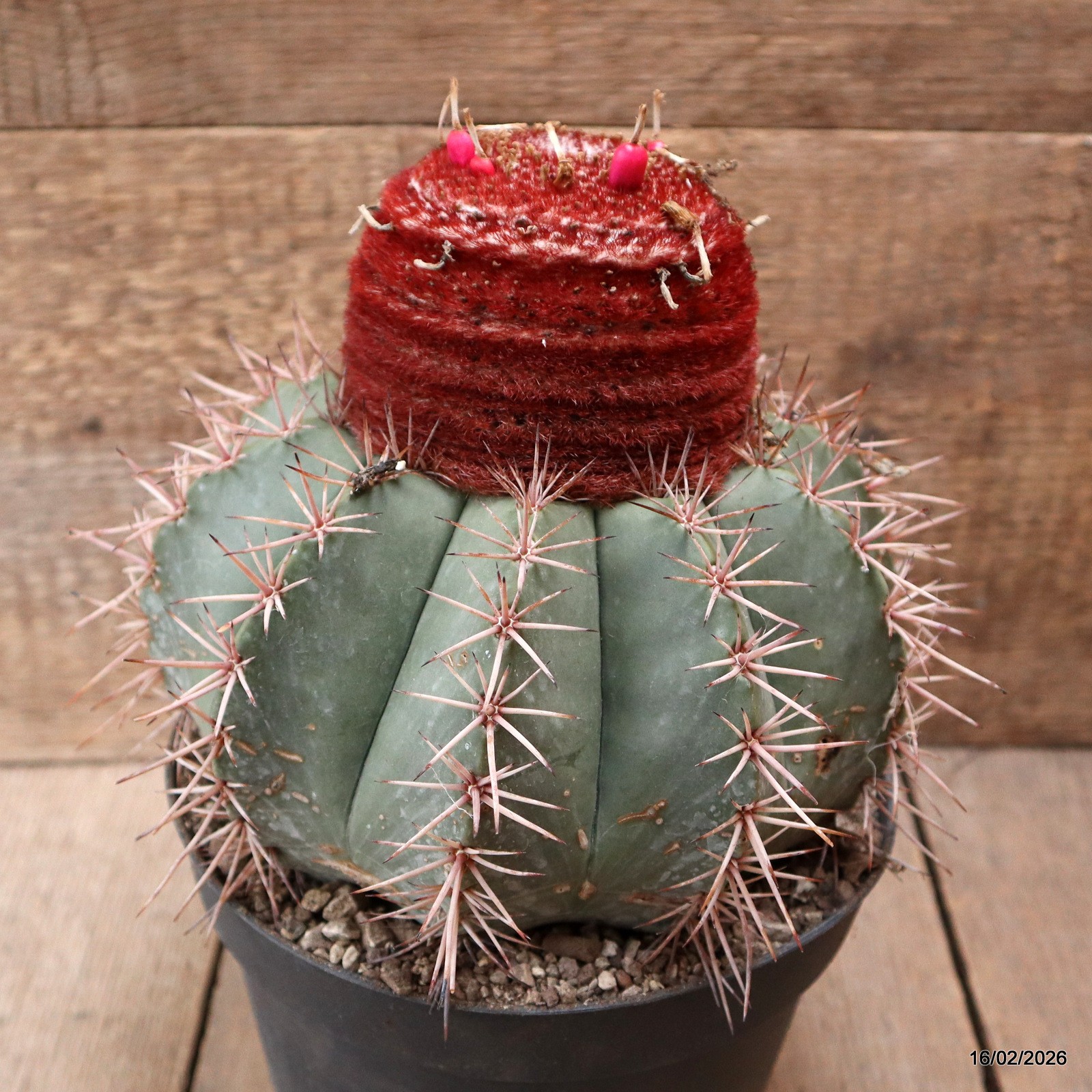 D7794 MELOCACTUS BAHIENSIS pot18-H19-W20 cm MaMa Cactus